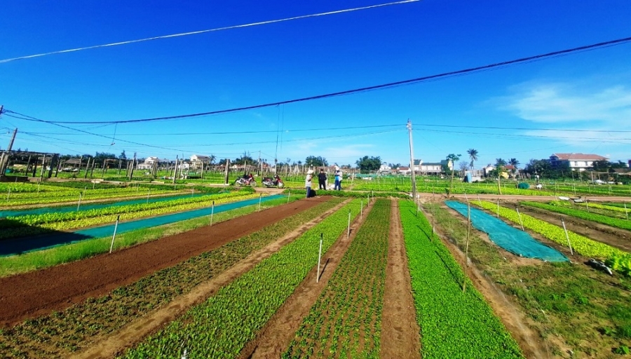 TOUR Hoi An - Bana Hills - Hue - Da Nang